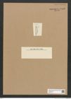 Diatomeae indet. Zeichnungen Sammlung Grunow Nr. 6435 (NHMW-BOT-W0375119)